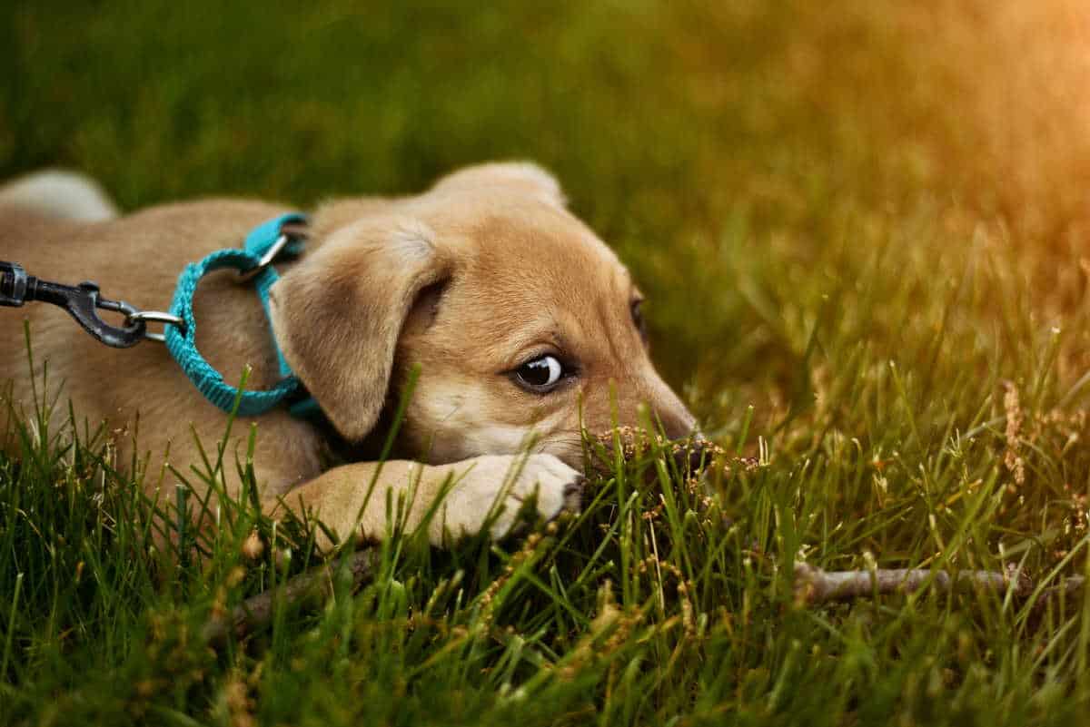A puppy lying down with his head in the grass.